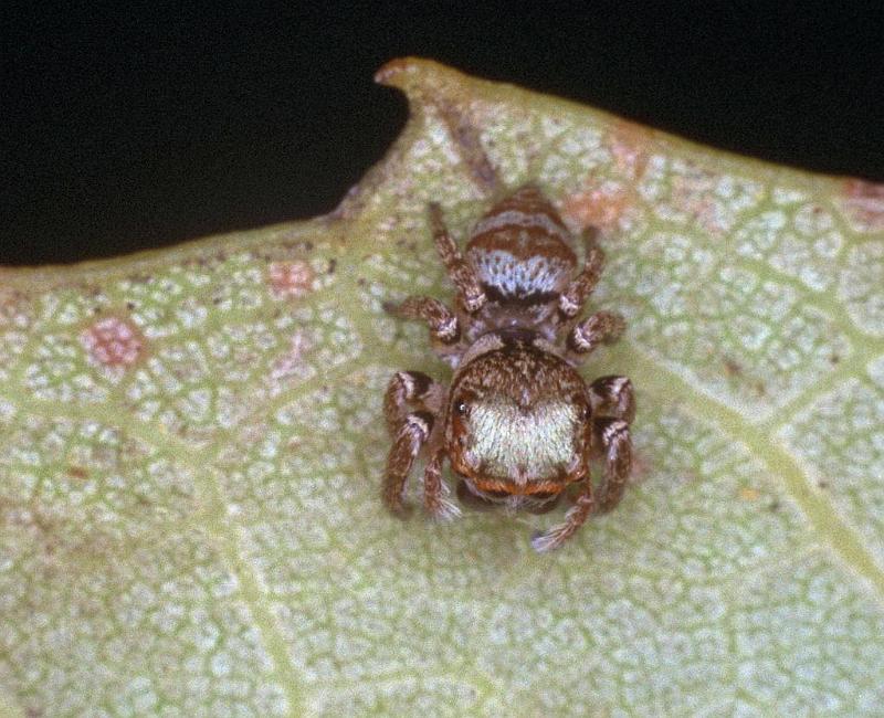 Euryattus_bleekeri_F0741_Z_76_Palmerstone park_Australie.jpg